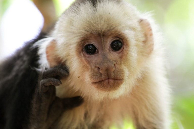 capuchin monkey doll